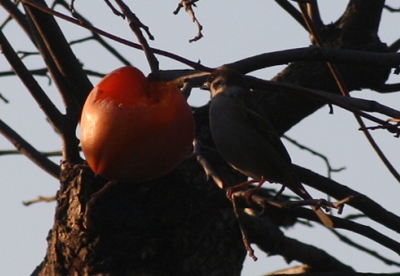 柿と鳥1.jpg