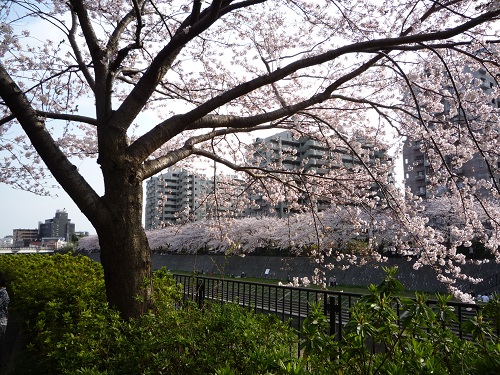 桜咲く風景.jpg
